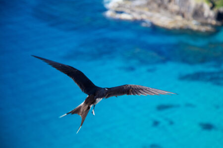 Capella-Lodge_Lord-Howe-Island_Abundant-Birdlife